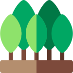 forêt